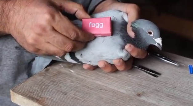Tweets, Twitter, Duvor